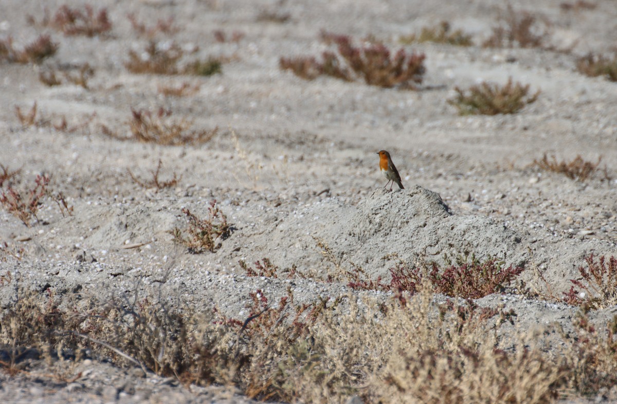 European Robin - ML647294354