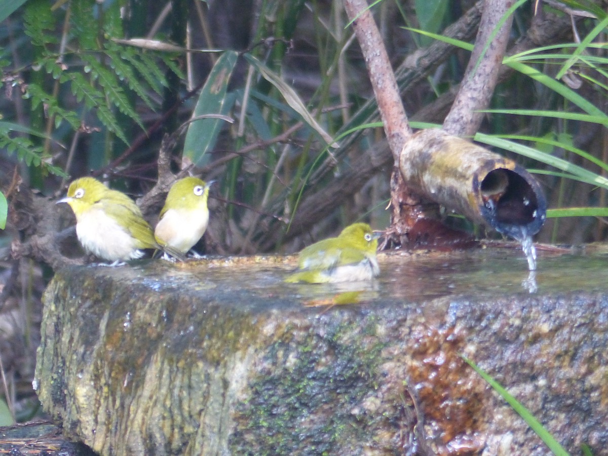 Окулярник японський - ML647294360