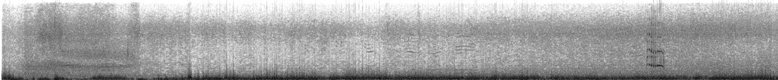 Royal Tern - ML647294375