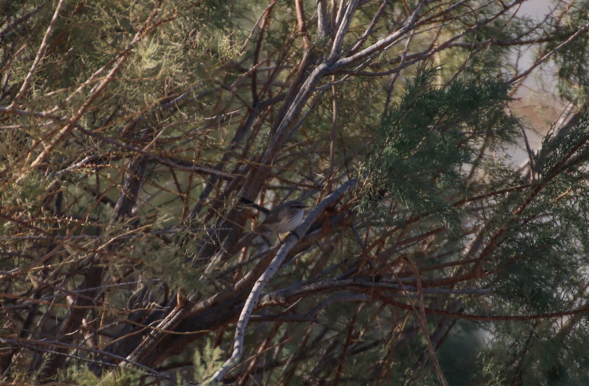 Scrub Warbler - ML647294378