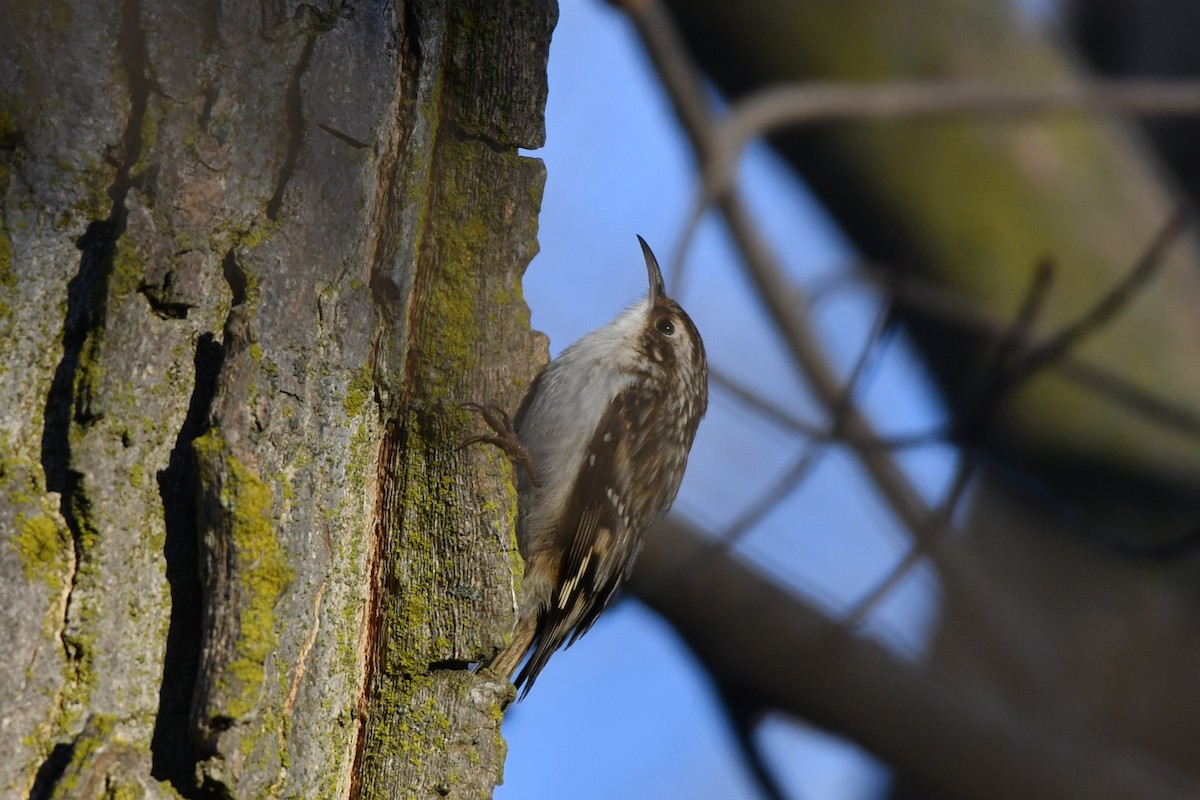 Brown Creeper - ML647294379
