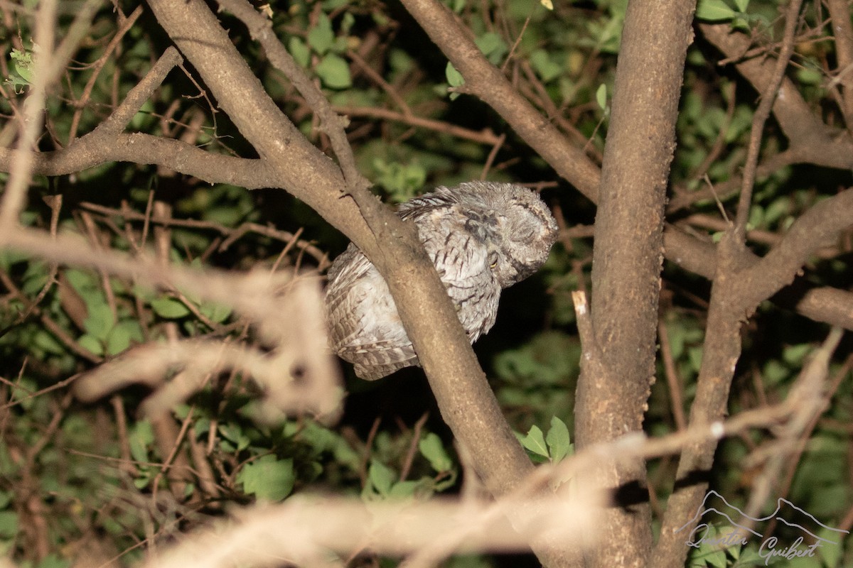 Arabian Scops-Owl - ML647294382
