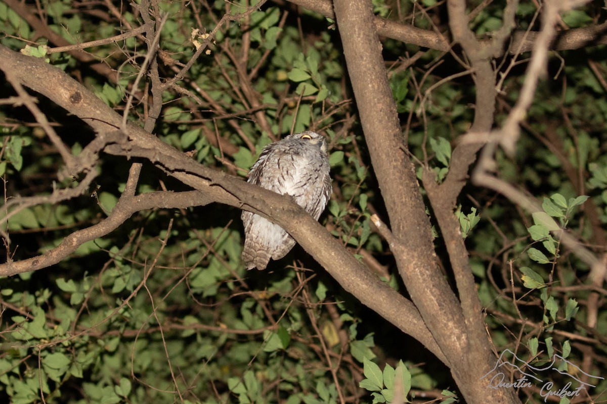 Arabian Scops-Owl - ML647294383