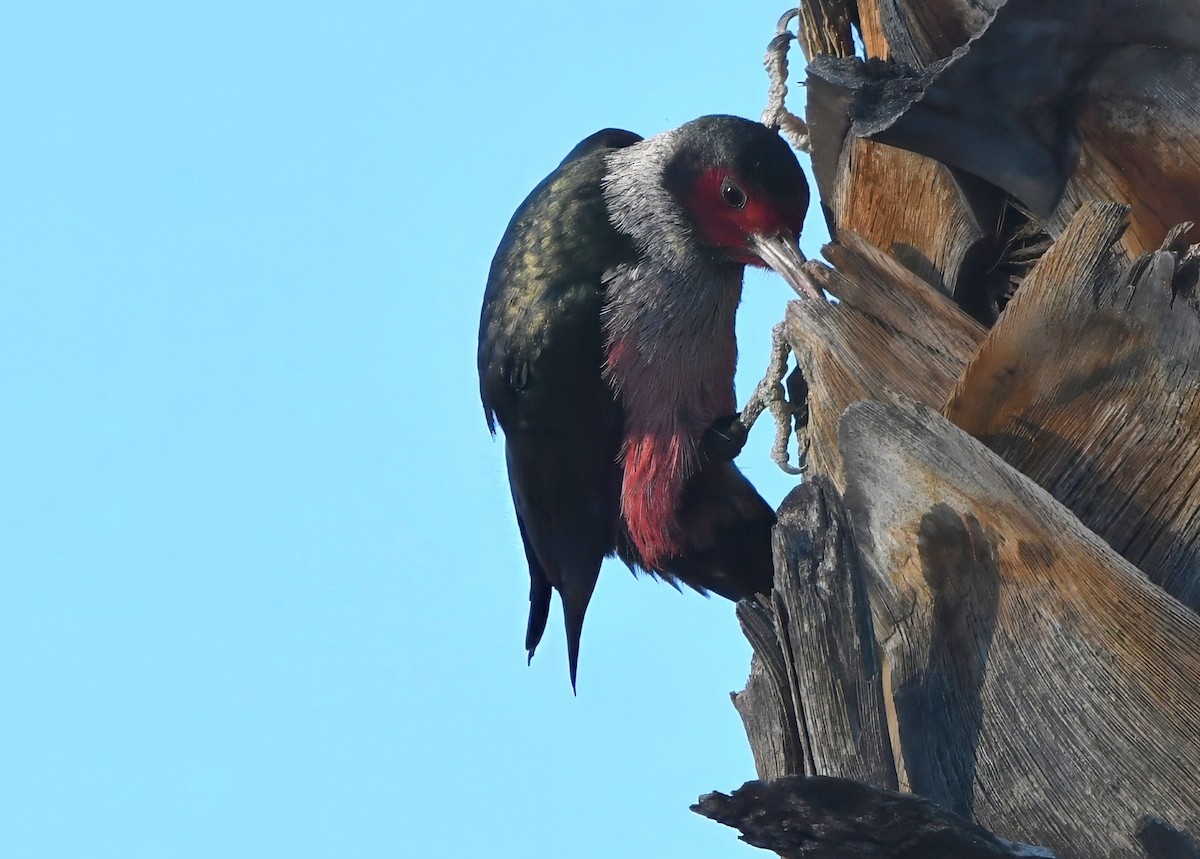 Blutgesichtspecht - ML647294409