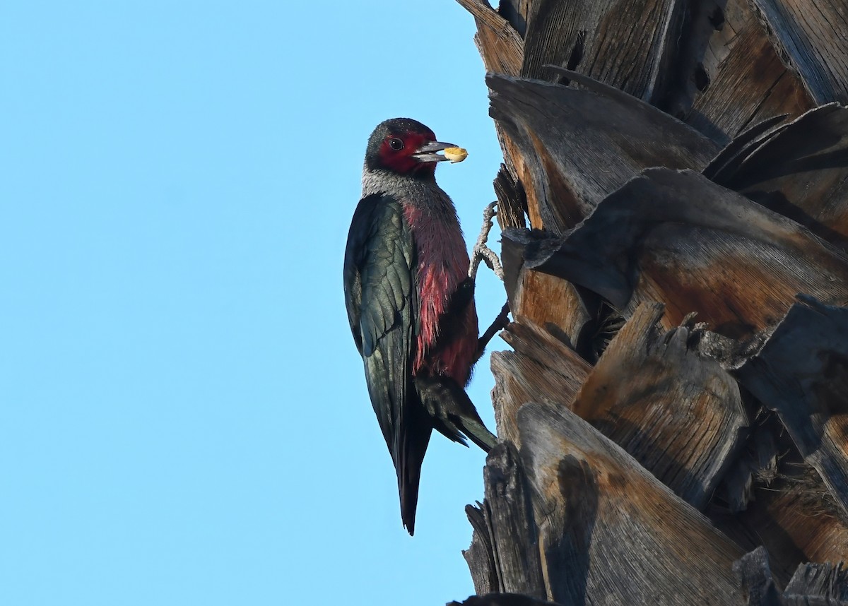 Blutgesichtspecht - ML647294410