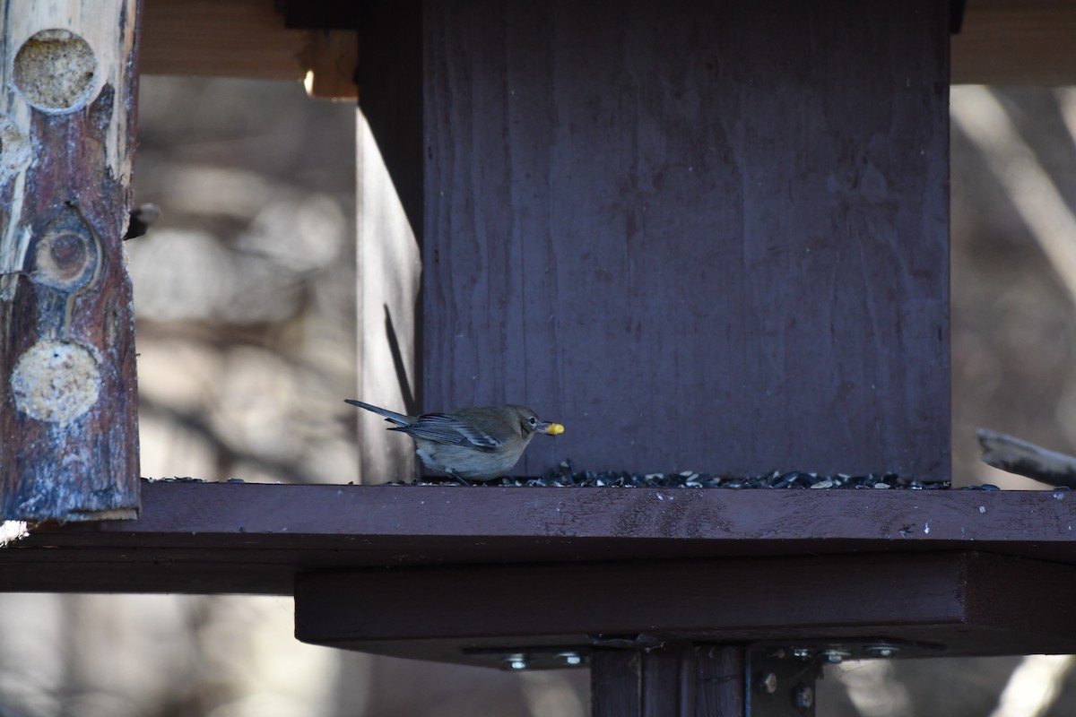 Kiefernwaldsänger - ML647294413