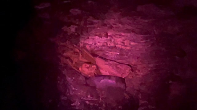 Oilbird - ML647294415