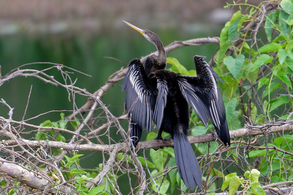 Oriental Darter - ML647294423