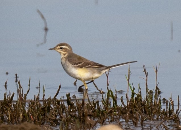 Citrine Wagtail - ML647294427