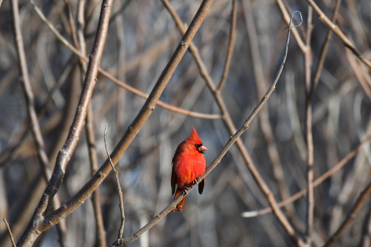 Northern Cardinal - ML647294430
