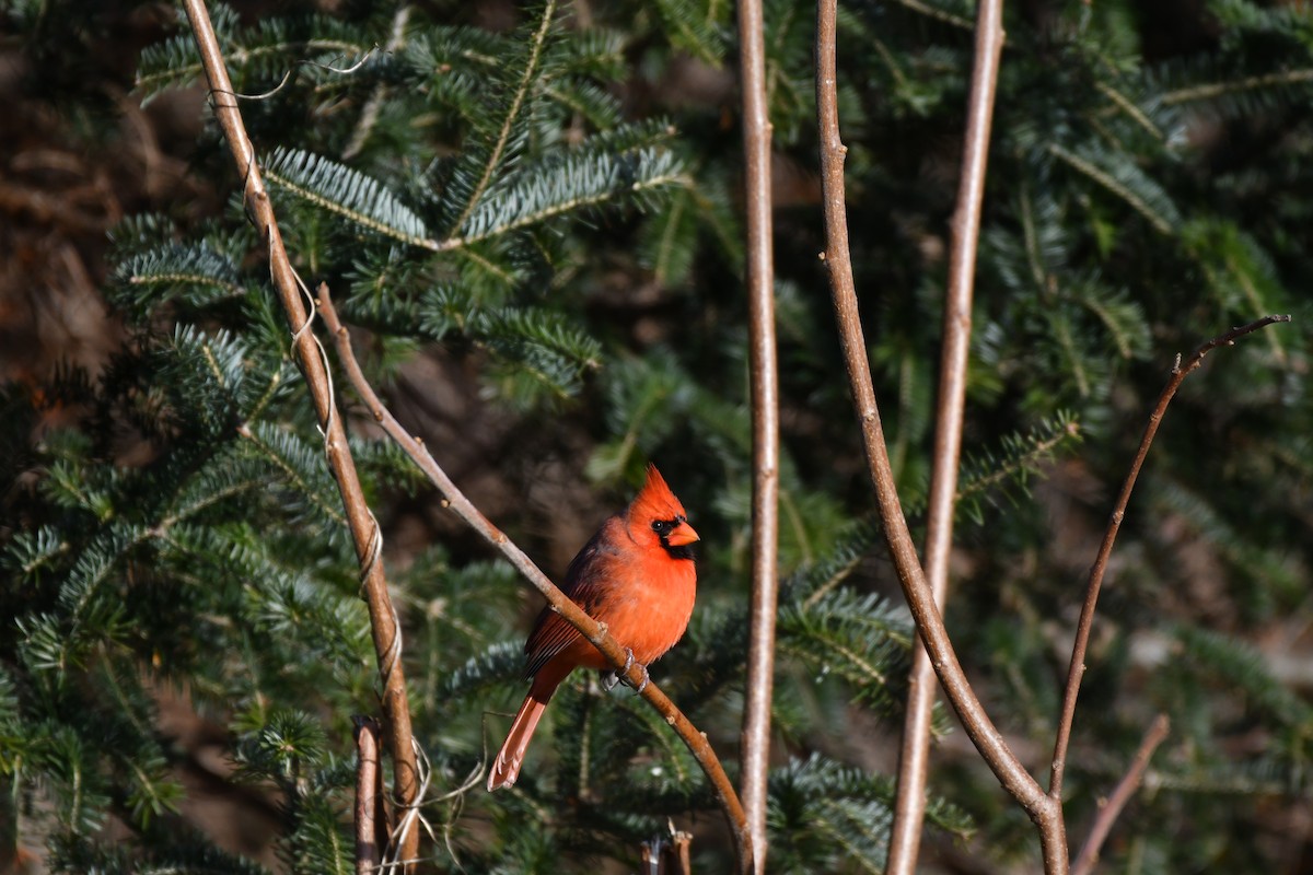 Northern Cardinal - ML647294431