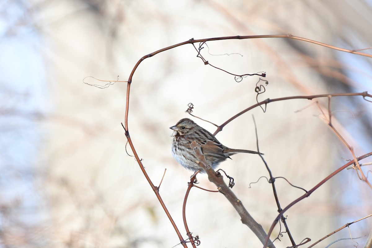 Song Sparrow - ML647294434