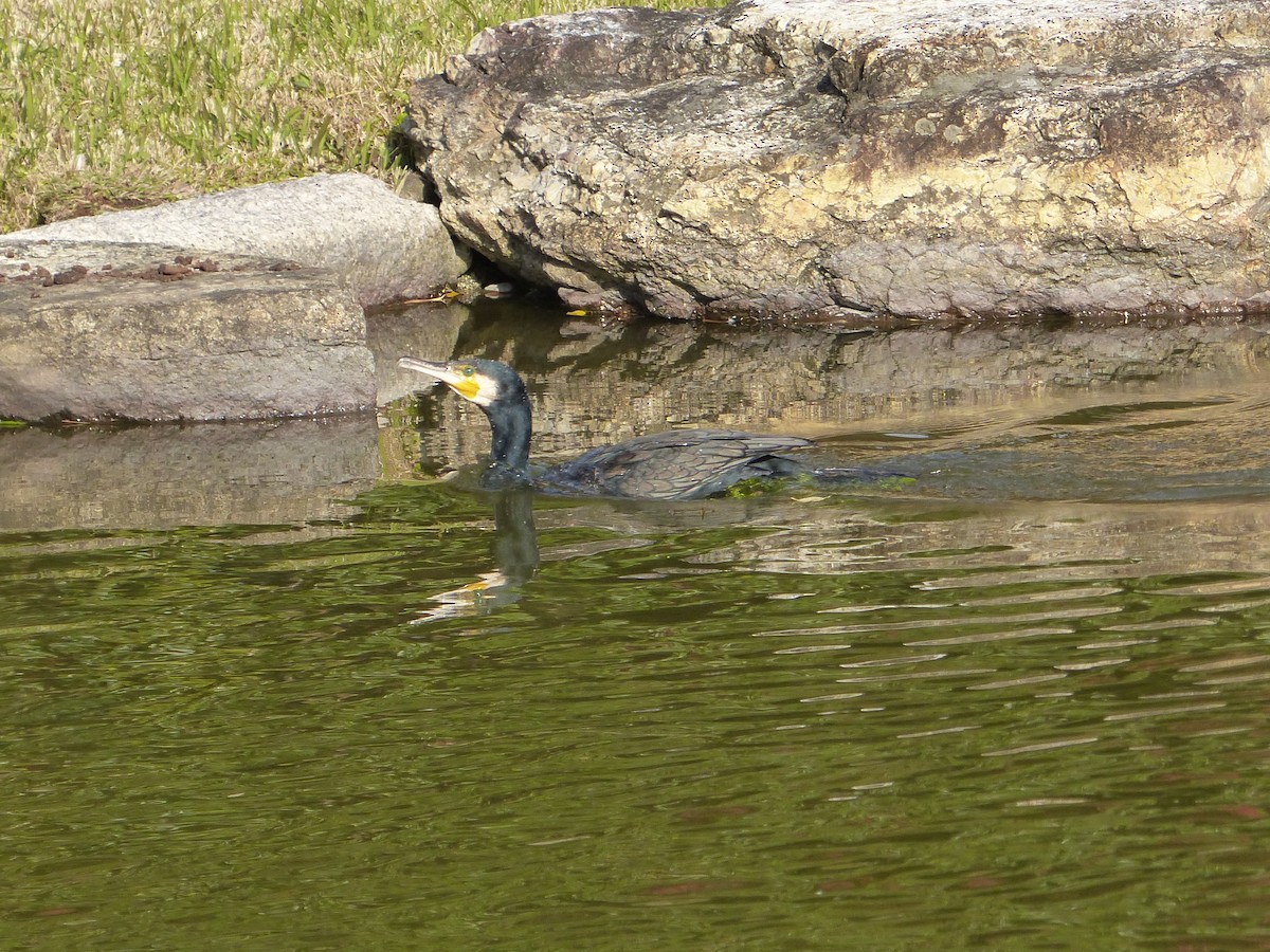 Баклан великий - ML647294435