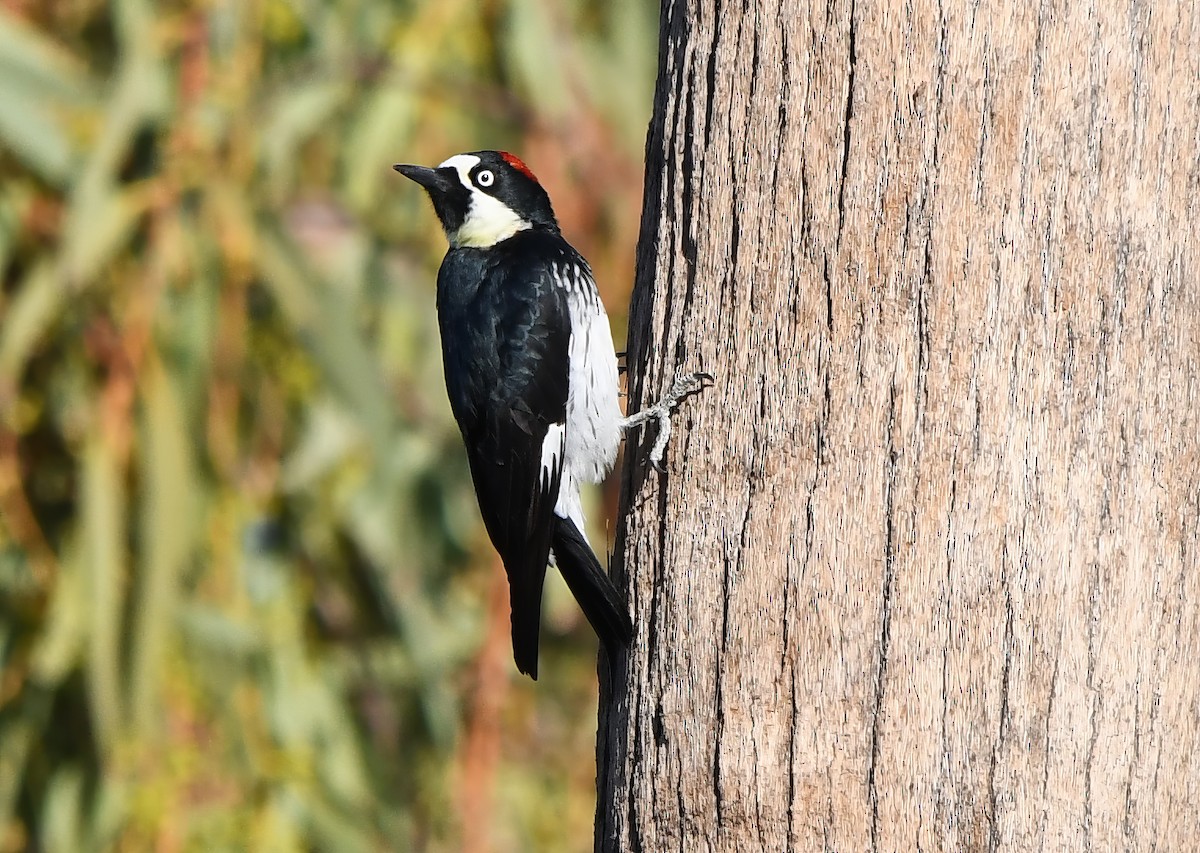 Acorn Woodpecker - ML647294437