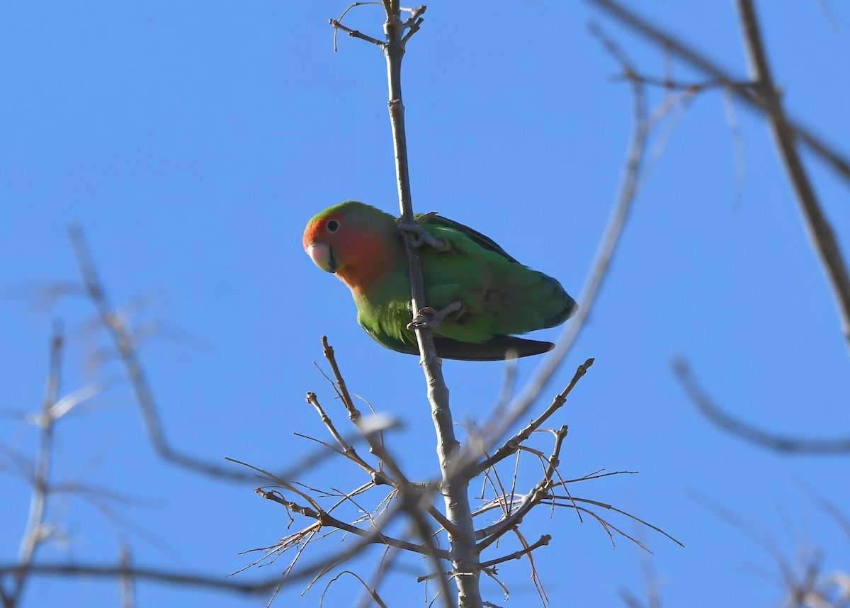 桃臉愛情鳥 - ML647294453