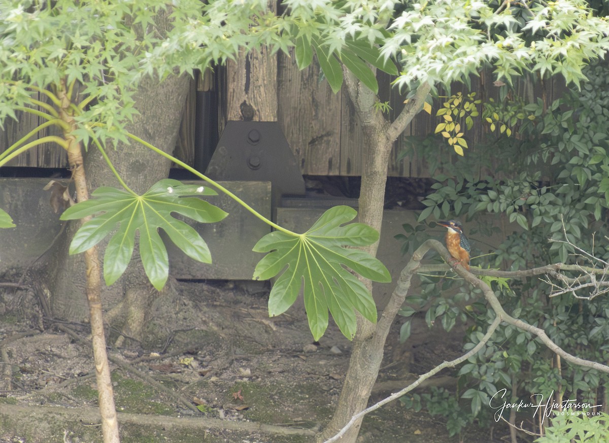 Рибалочка блакитний - ML647294457