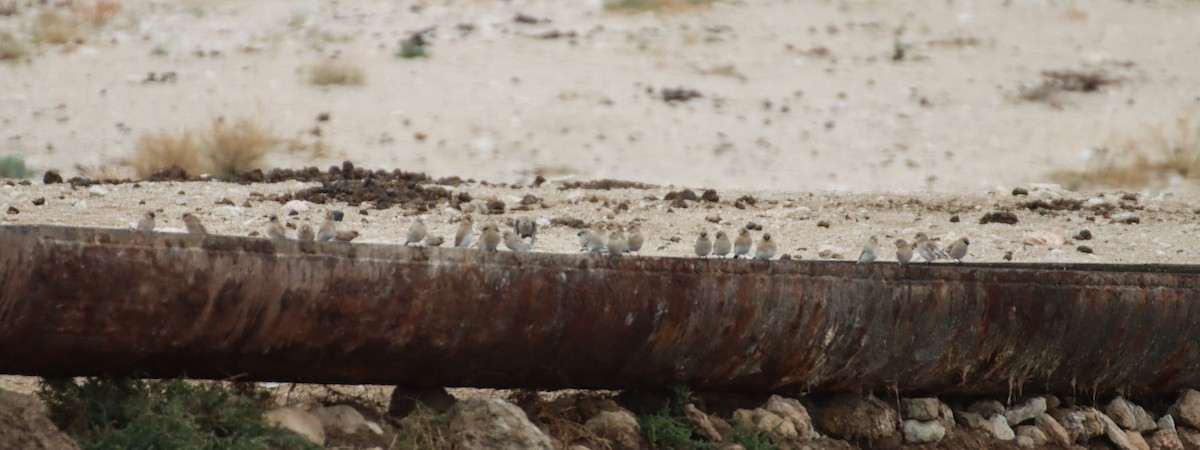 Desert Finch - ML647294461