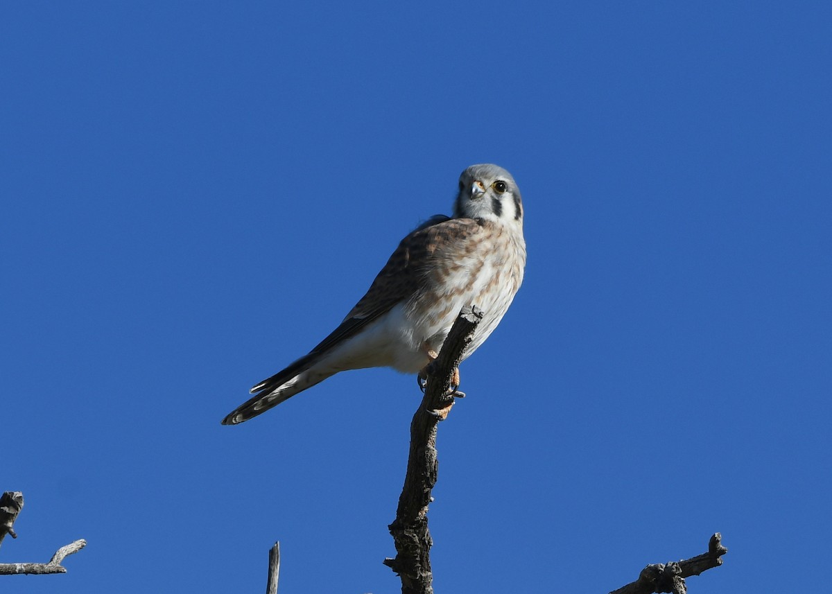 American Kestrel - ML647294469