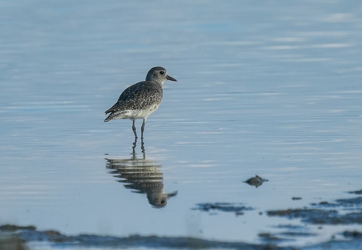 ダイゼン - ML647294479