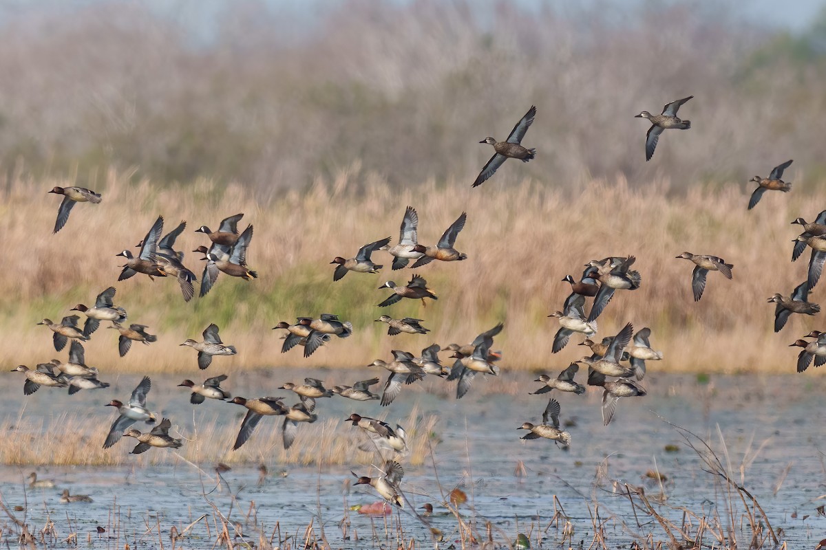 čírka modrokřídlá - ML647294491