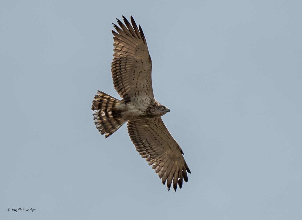 Short-toed Snake-Eagle - ML647294494