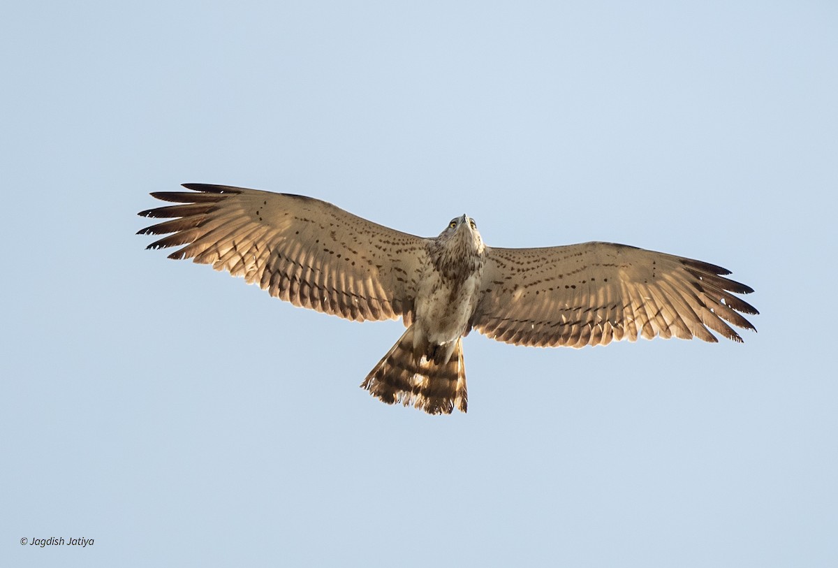 Short-toed Snake-Eagle - ML647294495