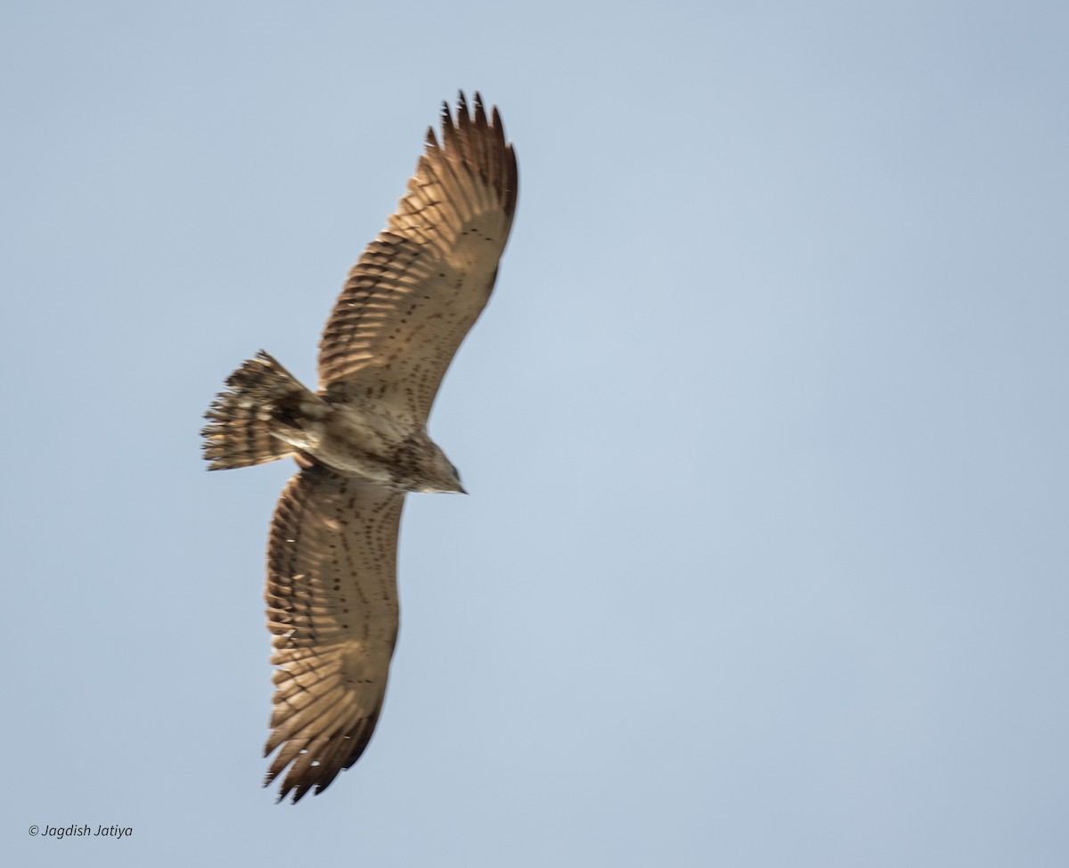 Short-toed Snake-Eagle - ML647294496