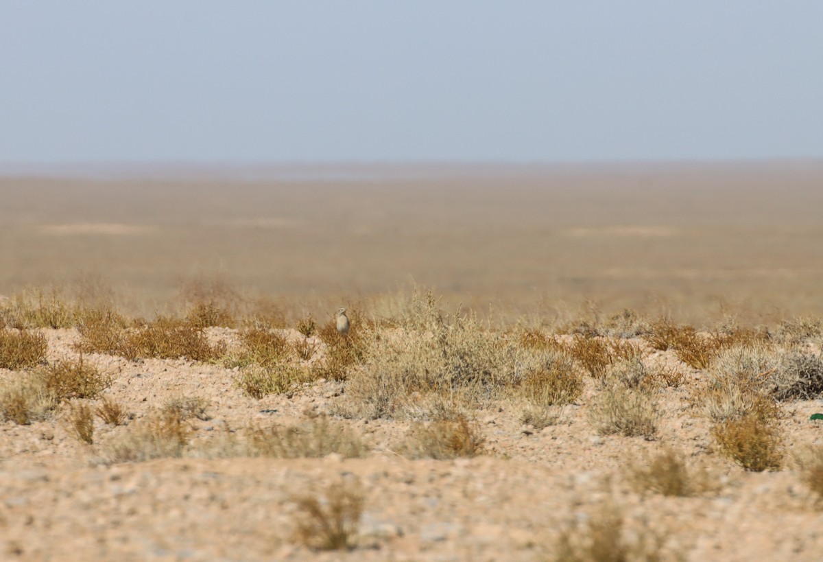 Tawny Pipit - ML647294500