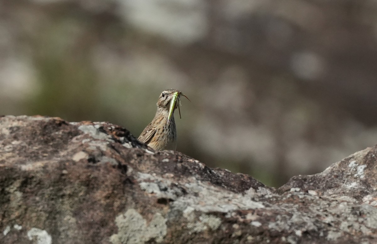 Nicholson's Pipit - ML647294506