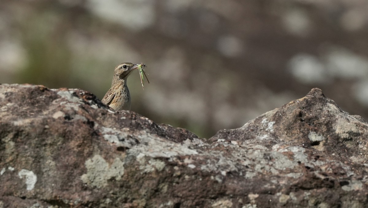 Nicholson's Pipit - ML647294507