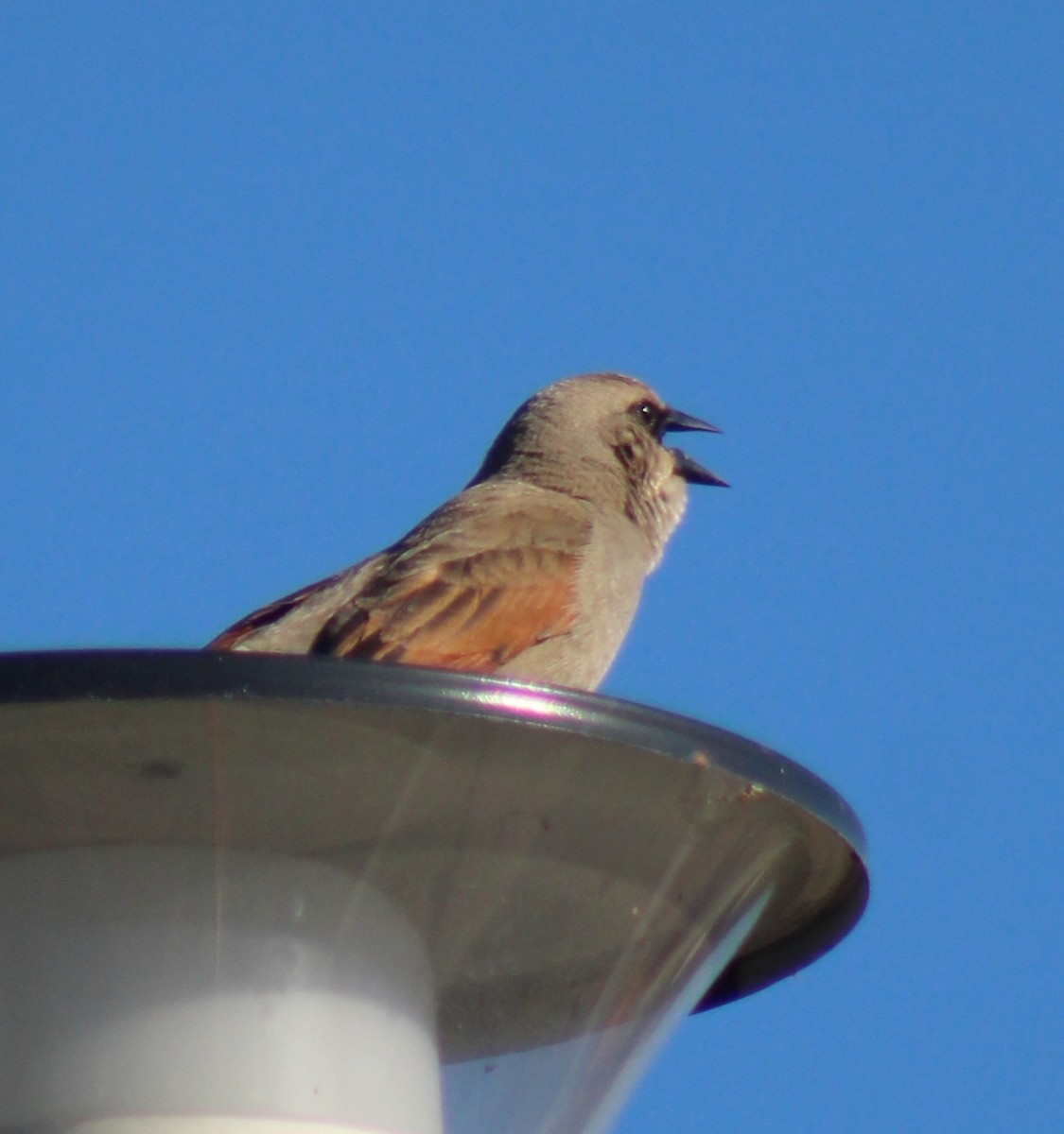 Grayish Baywing - ML647294509