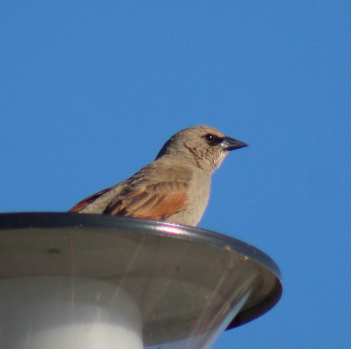 Grayish Baywing - ML647294510