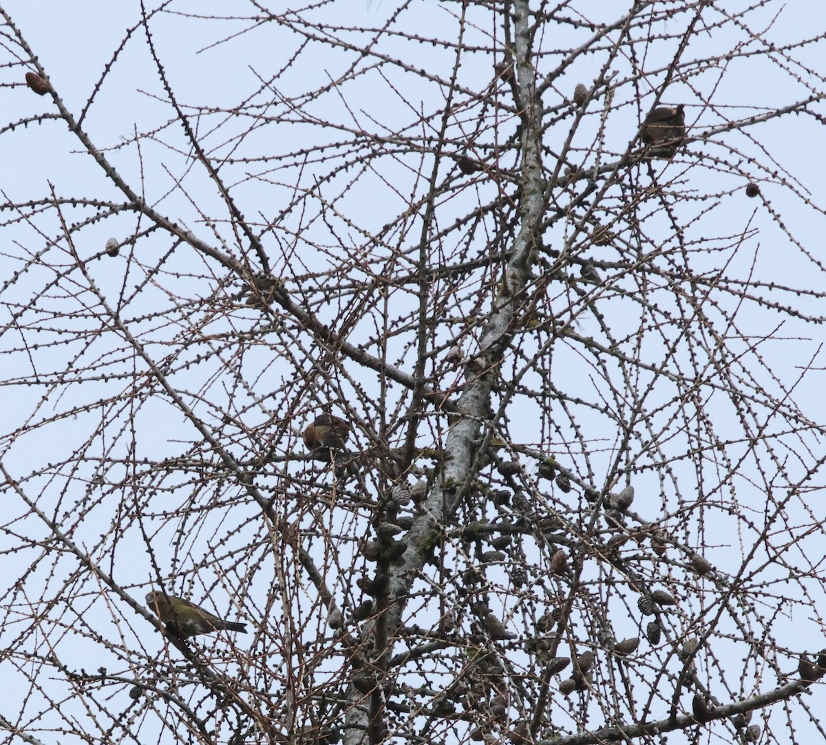 Red Crossbill - ML647294511