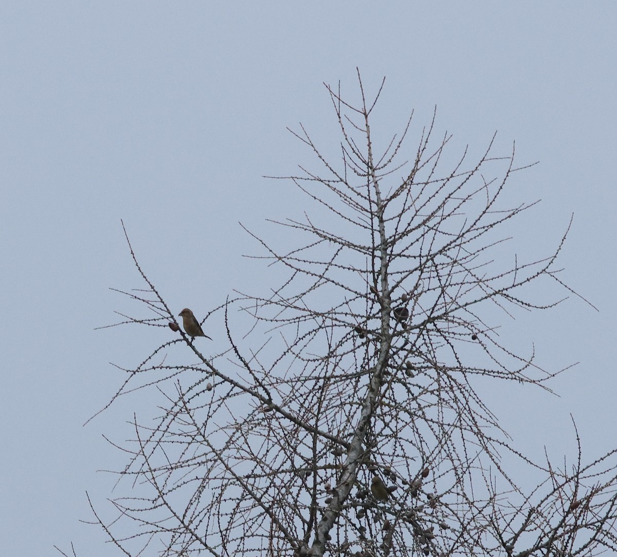 Red Crossbill - ML647294512