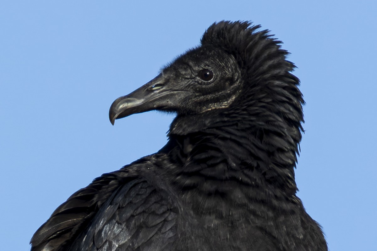 Black Vulture - ML647294514