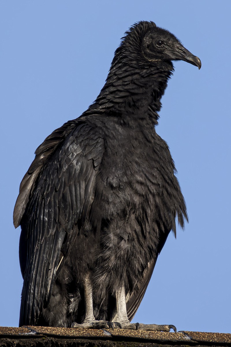 Black Vulture - ML647294515