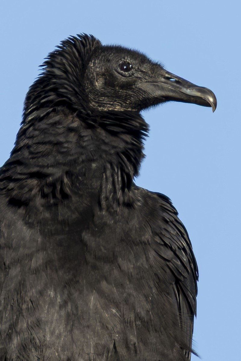 Black Vulture - ML647294516