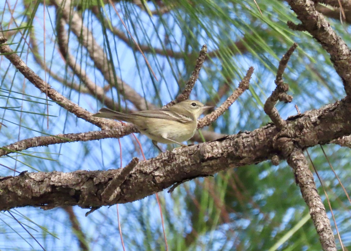 Kiefernwaldsänger - ML647294517