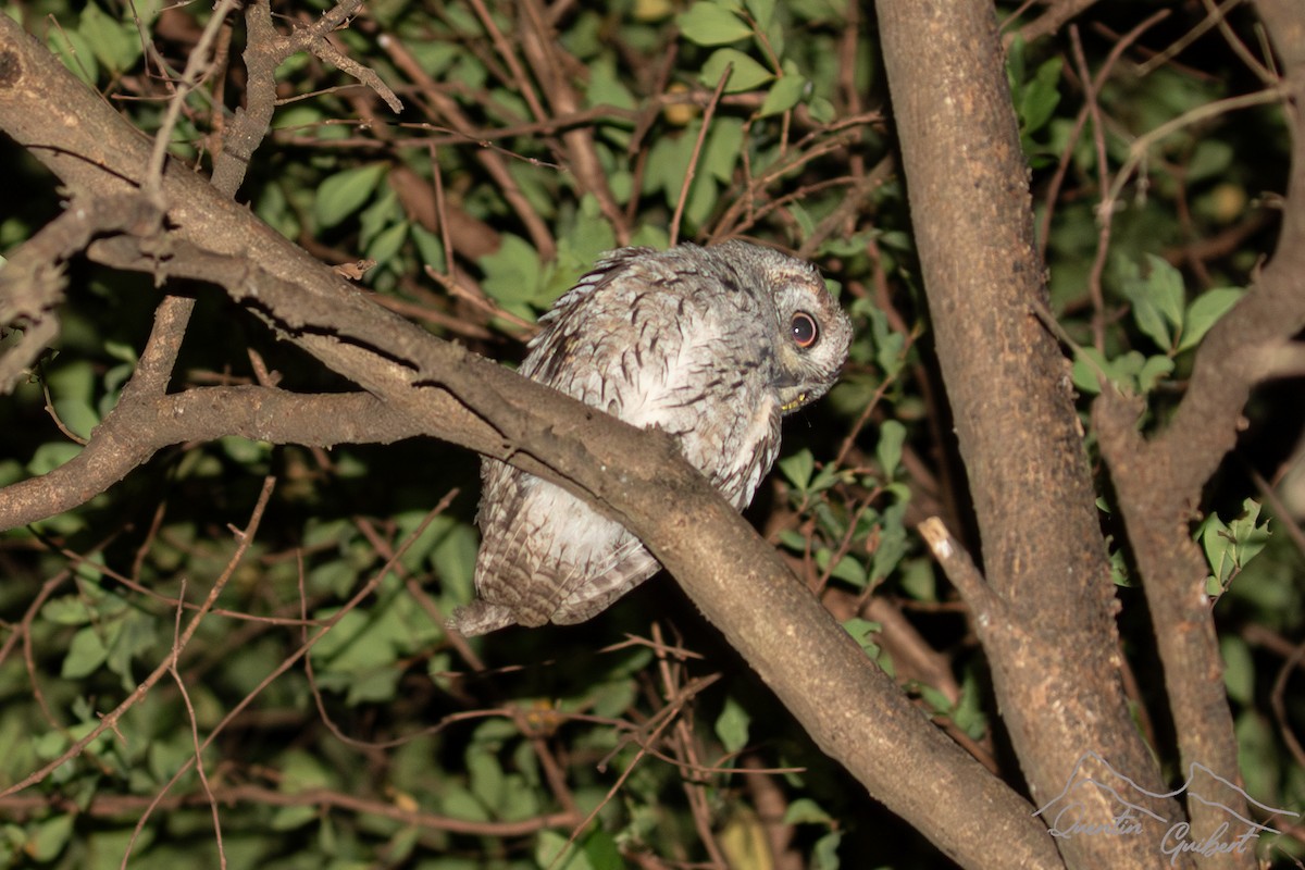 Arabian Scops-Owl - ML647294533