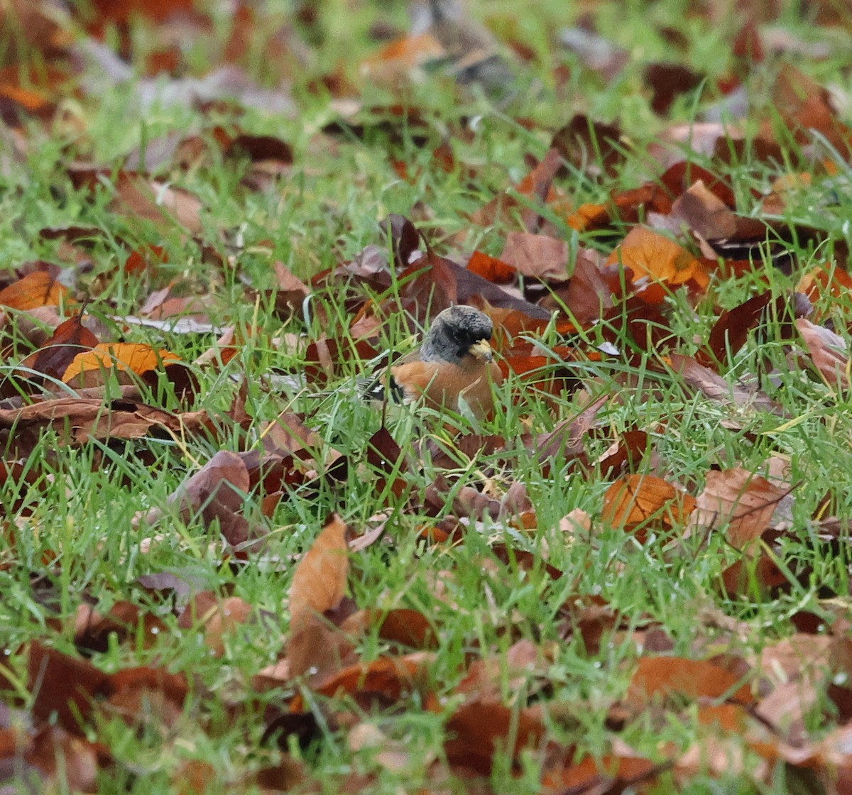 Brambling - ML647294536