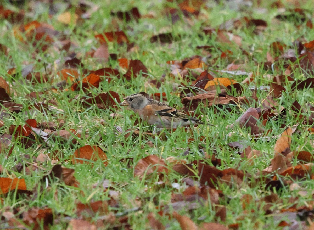 Brambling - ML647294537