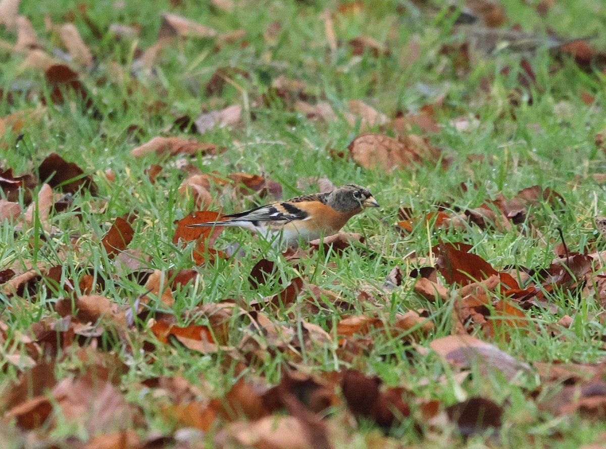 Brambling - ML647294538