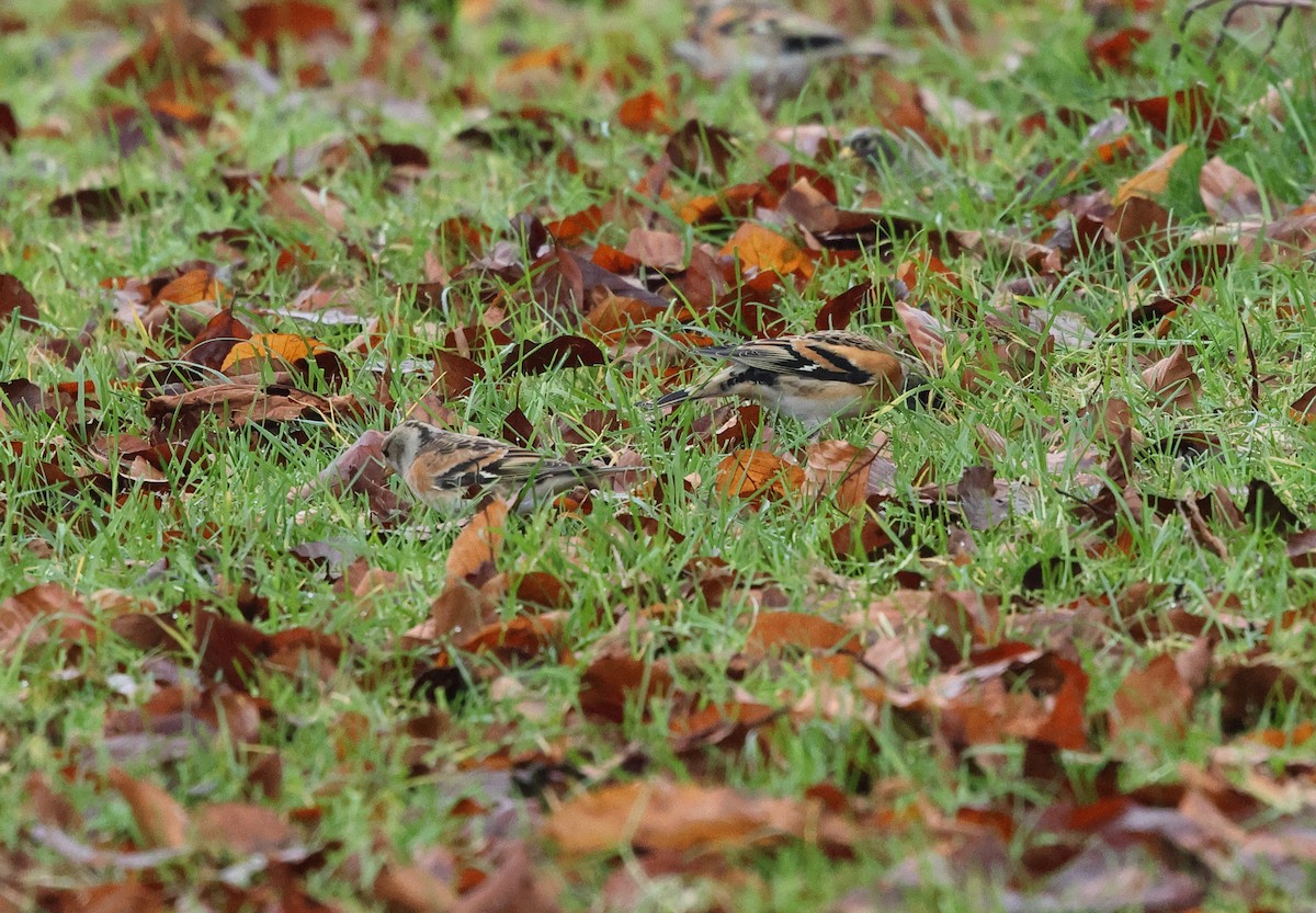 Brambling - ML647294539