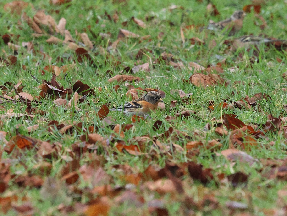 Brambling - ML647294540