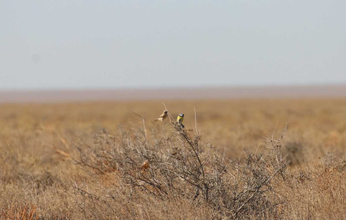 Eurasian Blue Tit - ML647294555
