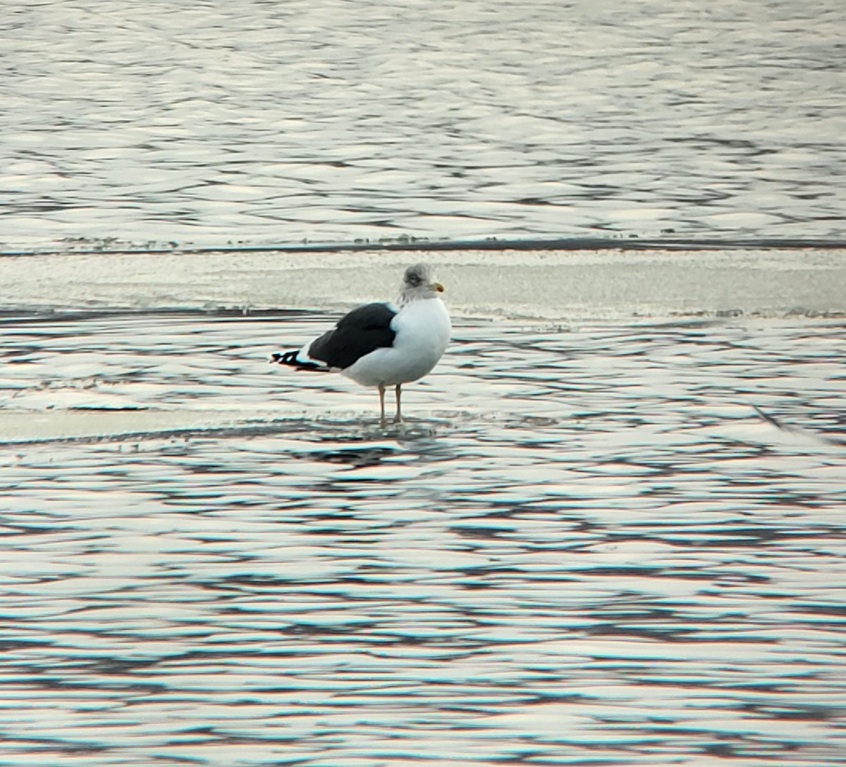 ニシセグロカモメ - ML647294558