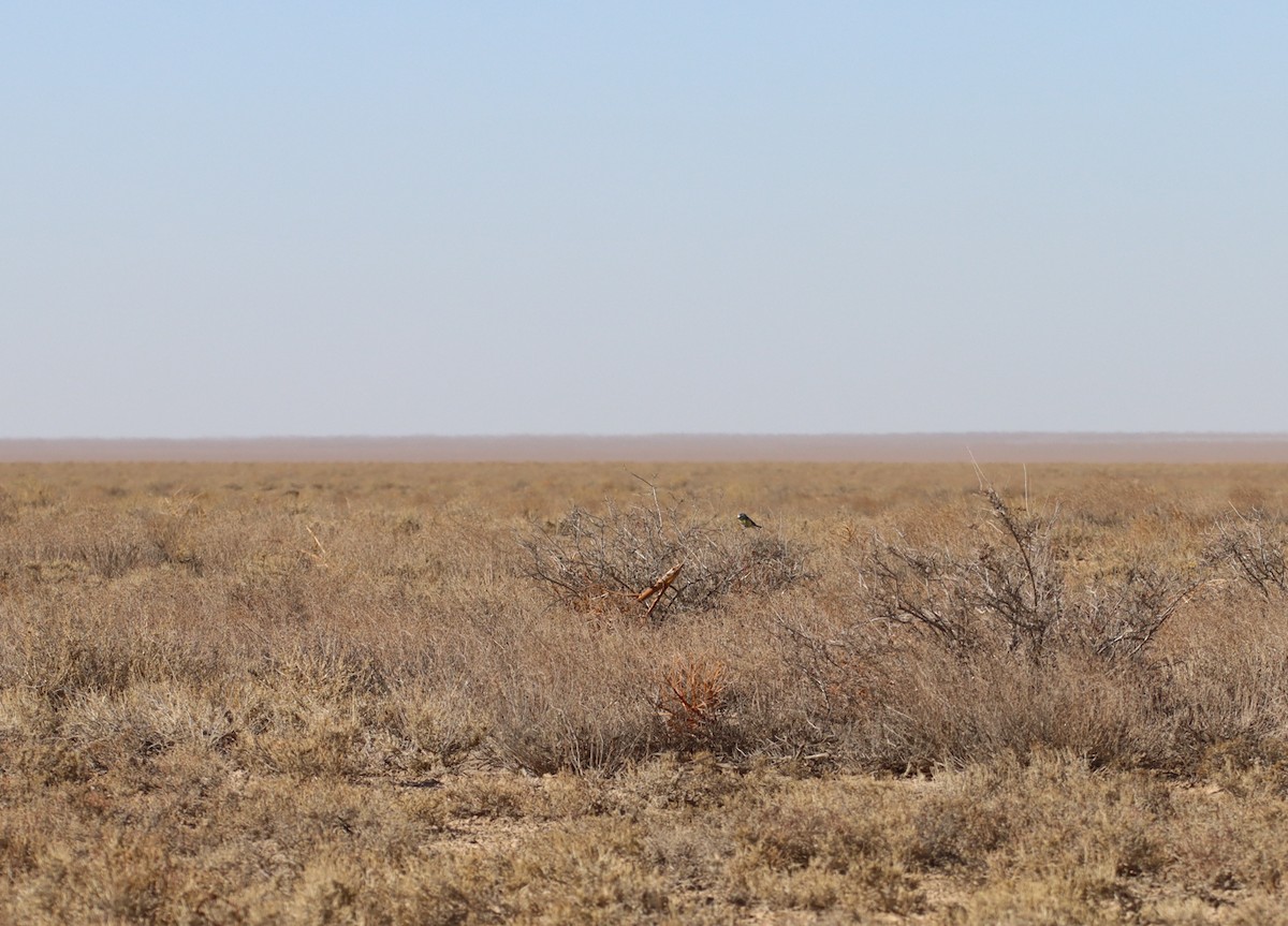 Eurasian Blue Tit - ML647294560