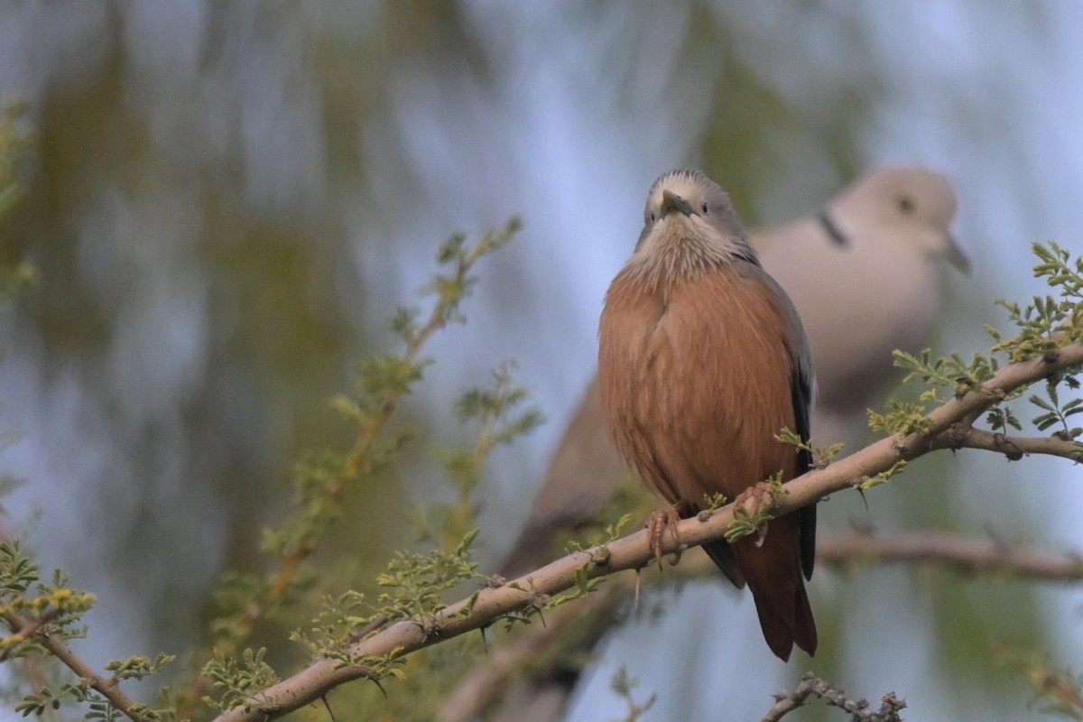 gråhodestær - ML647294565