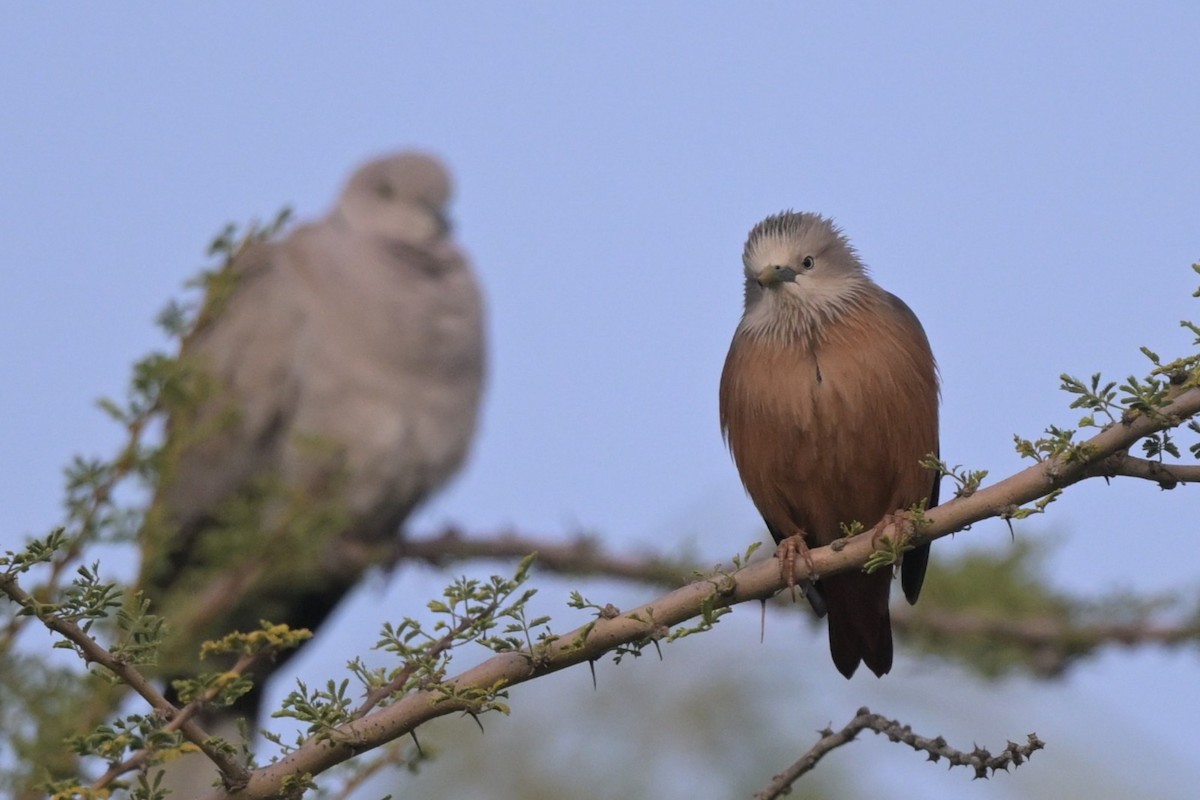 gråhodestær - ML647294566