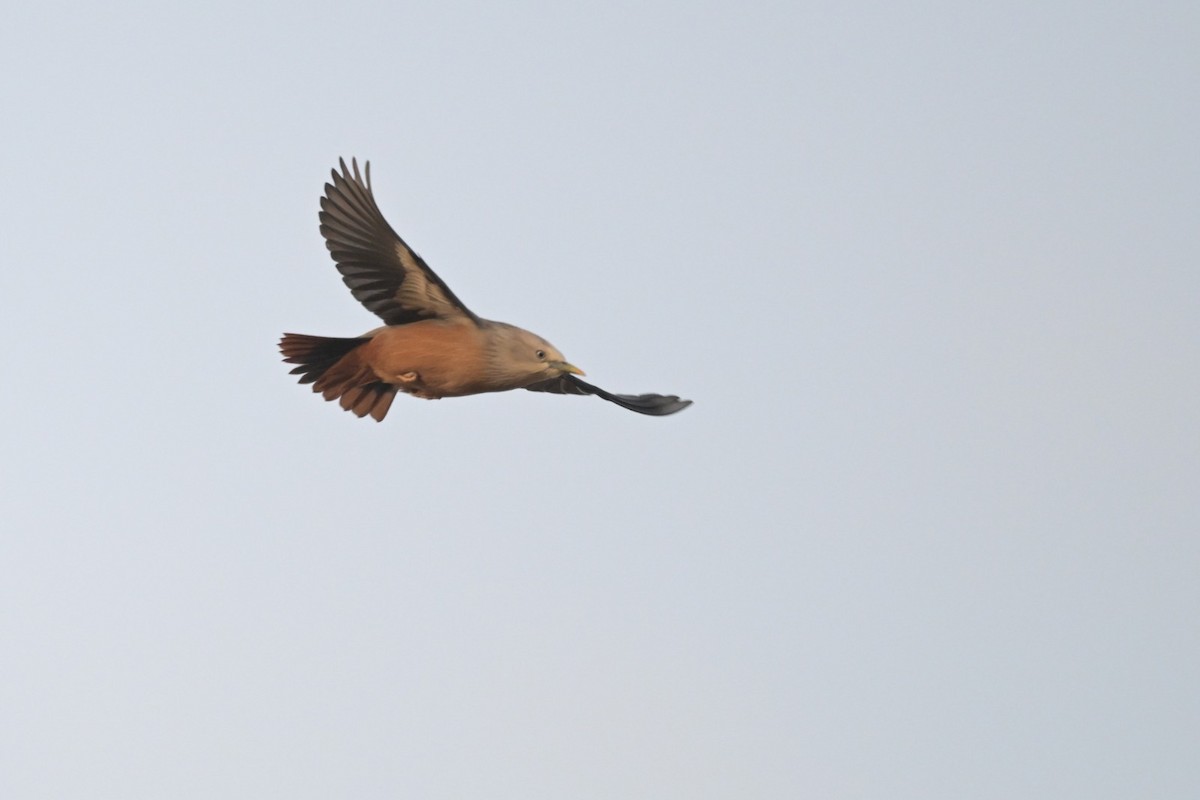 gråhodestær - ML647294567